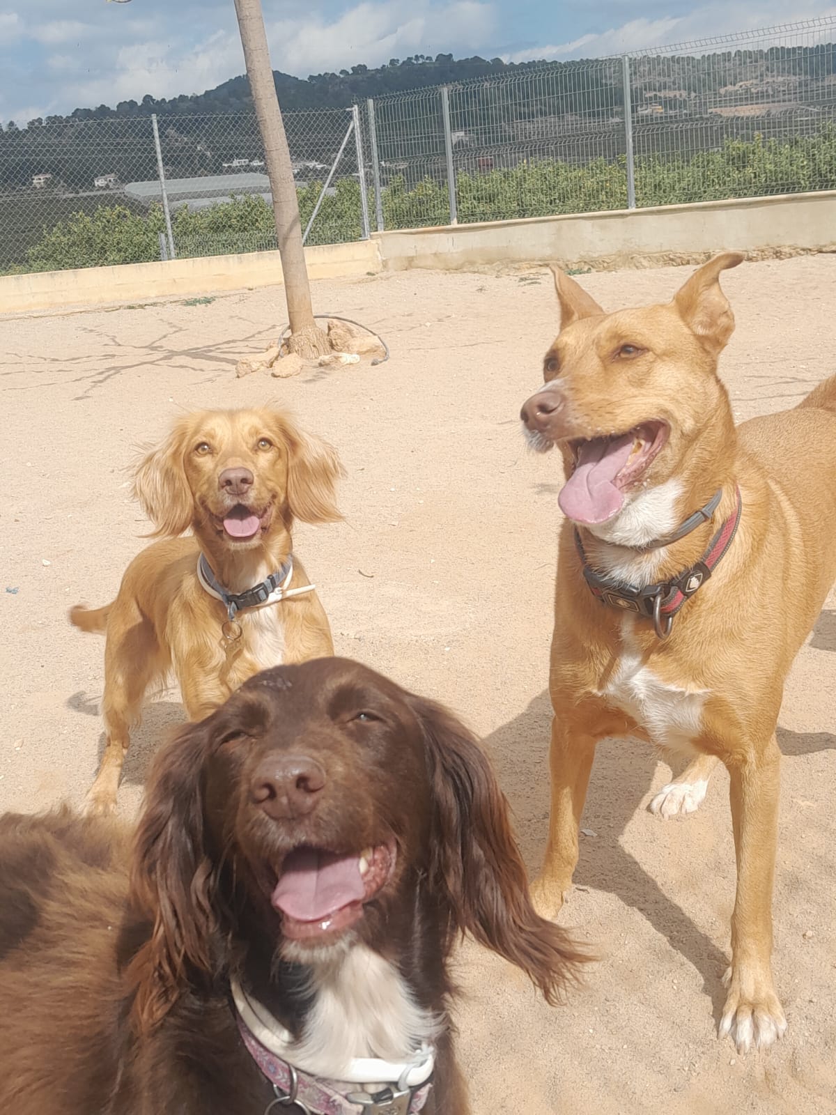 residencia canina valencia