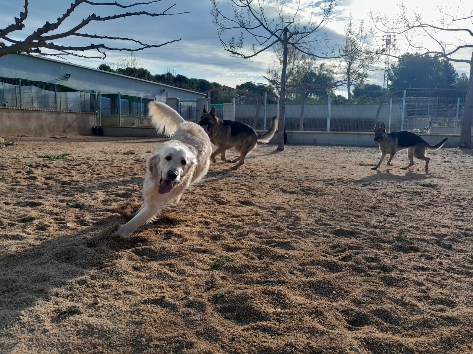 residencia para perros valencia